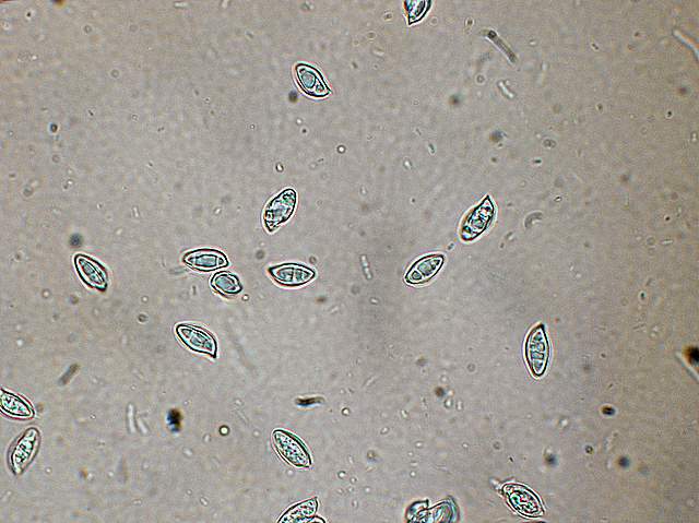 Clitopilus spec.     Cod.: 1518-08
